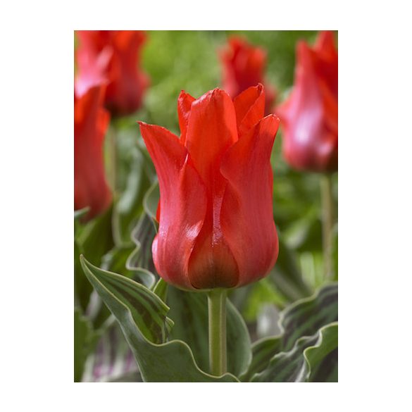 Tulipán - Tulip " Red Riding Hood "