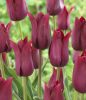 Tulipán - Tulip " Merlot"