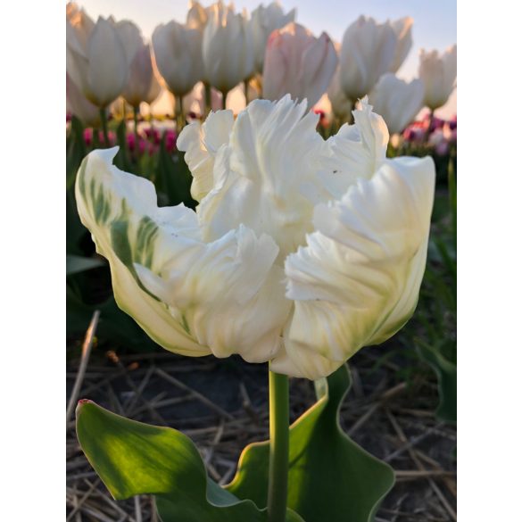 Papagály tulipán - Tulip "White Parrot"