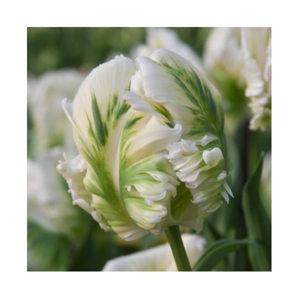 Papagály tulipán - Tulip "White Parrot"