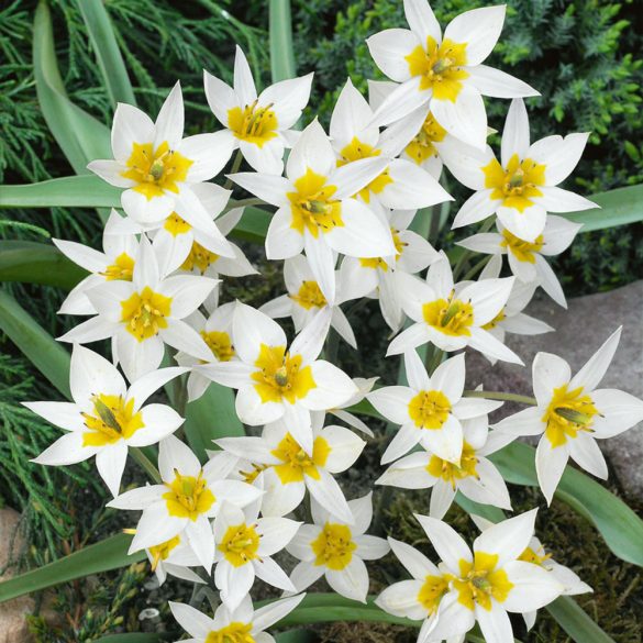 Botanikai tulipán - Tulip 'Turkestanica' 