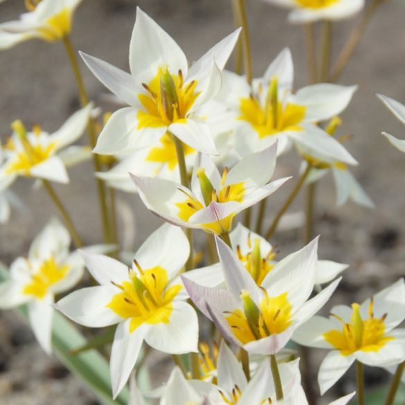 Botanikai tulipán - Tulip 'Turkestanica' 