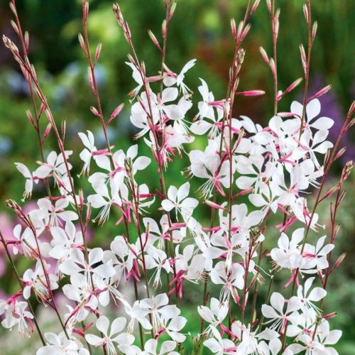 Fehér virágú gyertyavirág - Gaura lindheimeri
