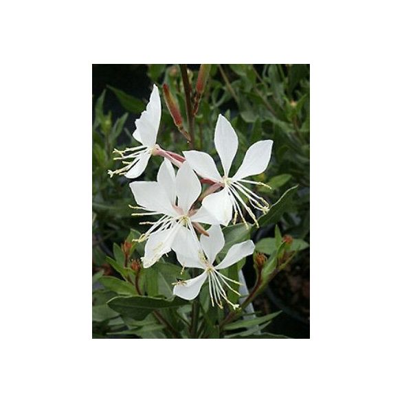 Fehér virágú gyertyavirág - Gaura lindheimeri