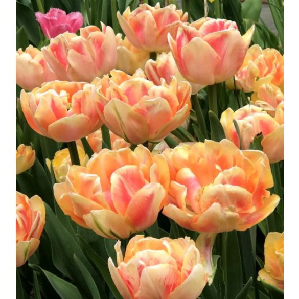 Telt virágú Tulipán - Tulip "Early Foxtrot"