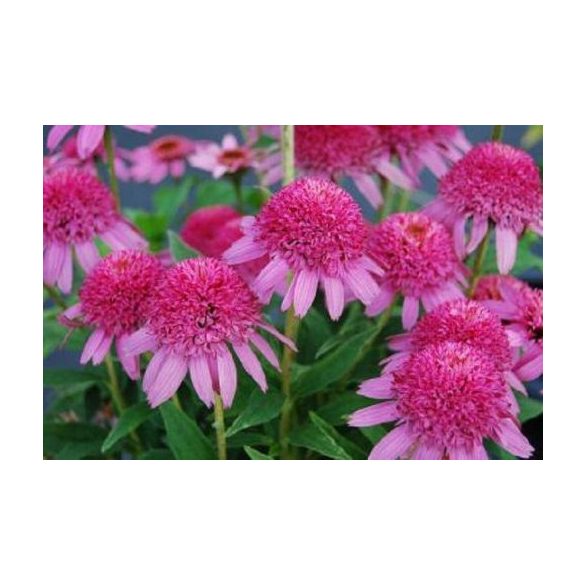 Kasvirág - Echinacea "Pink Duble Delight"