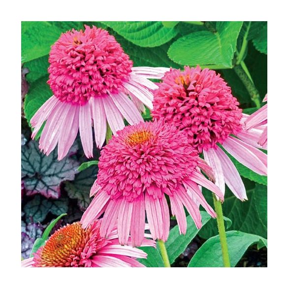 Kasvirág - Echinacea "Pink Duble Delight"