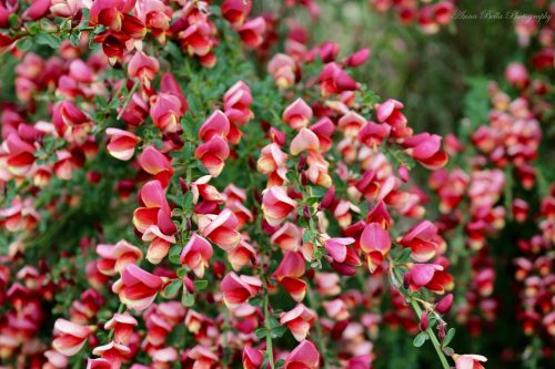Piros virágú zanót - Cytisus Scoparius - Killiney Red