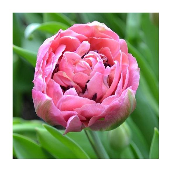 Telt virágú Tulipán - Tulip "Amazing Grace"
