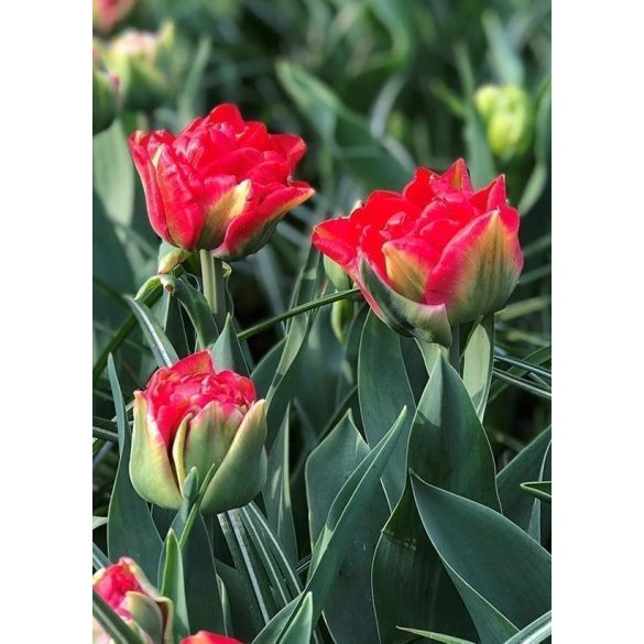Telt virágú Tulipán - Tulip "Pamplona"
