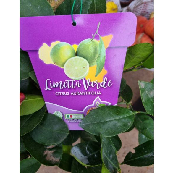  Zöld lime - Limetta Verde - Törzses fácska
