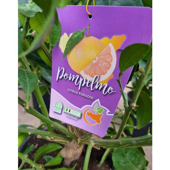 Grapefruit - Pompelmo citrus paradisi