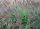 Bordó bugájú Tollborzfű - PENNISETUM ALOPECUROIDES " National Arboretum"