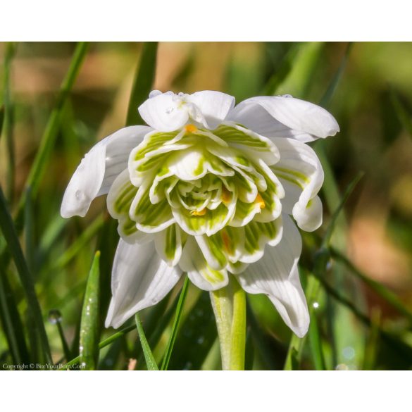 Telt virágú hóvirág - Galanthus "Flore Pleno"