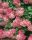 Bugás Hortenzia - Ruby - Hydrangea Paniculata
