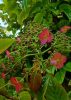 Kúszó hortenzia - Hydrangea anomala glabra "Crug Coral"