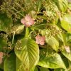 Kúszó hortenzia - Hydrangea anomala glabra "Crug Coral"