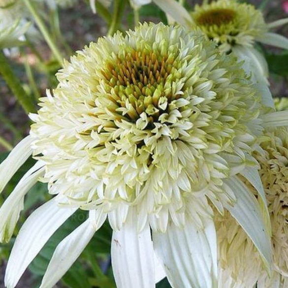 Kasvirág - Echinacea "White Duble Delight"