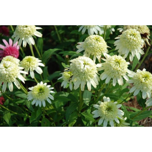 Kasvirág - Echinacea "White Duble Delight"