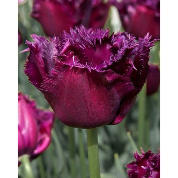 Rojtos szírmú tulipán - Tulip "Gorilla"