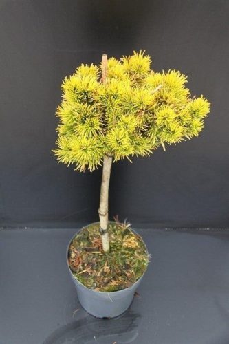 Törzses aranylombú Havasi törpefenyő - Pinus mugo " Winter Gold"
