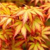 Japán juhar cserje - Acer palmatum 'Orange Dream' - 10cs' 