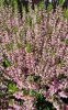 Csarab - Calluna vulgaris - rózsaszín