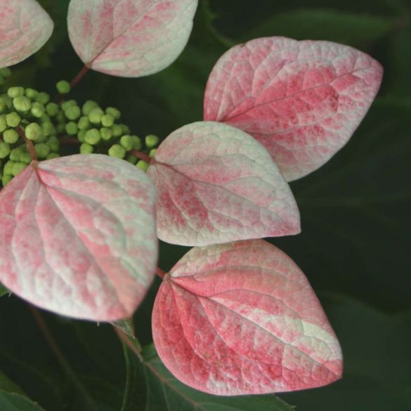 Japán kúszó hortenzia rózsaszín - Schizophragma hydrangeoides ‘Roseum’