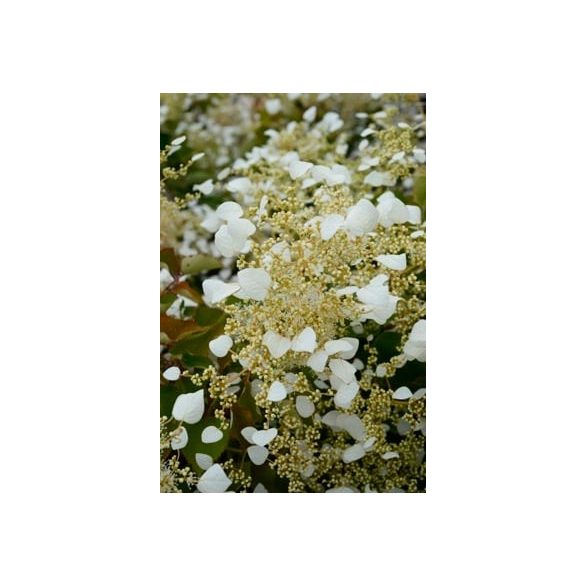 Japán kúszó hortenzia fehér - Schizophragma hydrangeoides 'Snow Sensation'