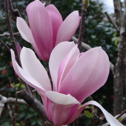 Rózsaszín,nagyvirágú Liliomfa -Magnolia 'Royal Crown'