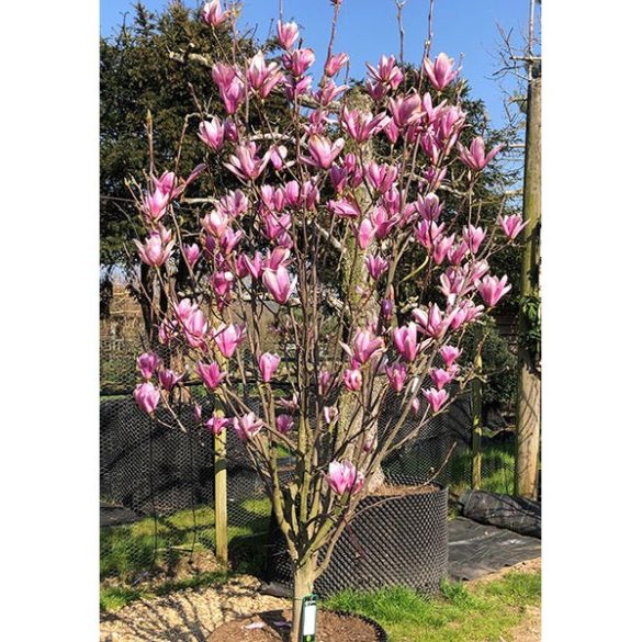 Nagyvirágú liliomfa - Magnolia 'Heaven Scent'