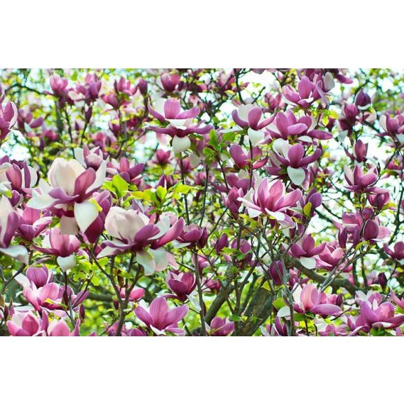 'Lilásrózsaszín liliomfa - Magnolia 'Lennei'