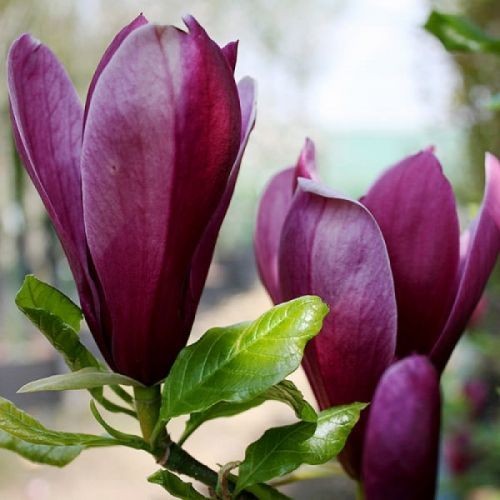 Bíborvörös liliomfa - Magnolia 'Nigra'
