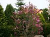 Bíborvörös liliomfa - Magnolia 'Nigra'