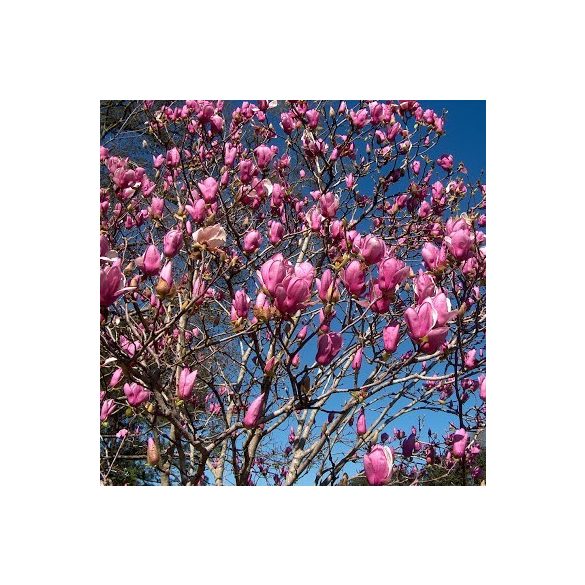Lilásrózsaszín, nagyvirágú liliomfa - Magnolia 'Alexandrina'