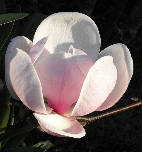 Krémfehér liliomfa - Magnolia 'Sundew'