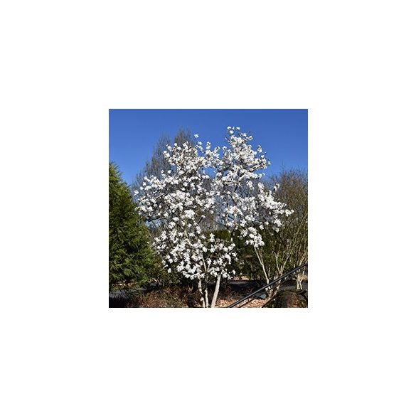 Fehér Csillagvirágú liliomfa - Magnolia 'Royal Star'