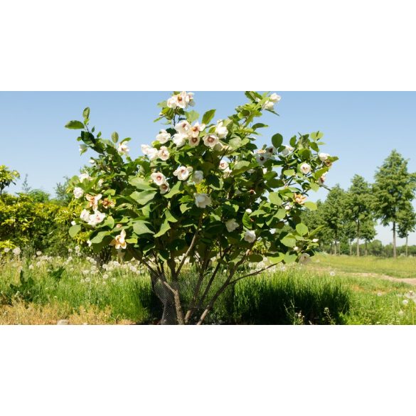 Kisvirágú liliomfa (nyári virágzású) - Magnolia 'Sieboldii'