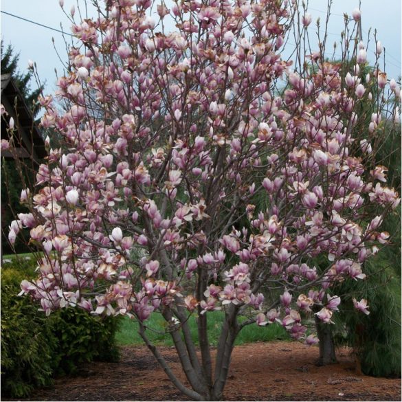 Nagyvirágú liliomfa - Magnolia 'Soulangeana'