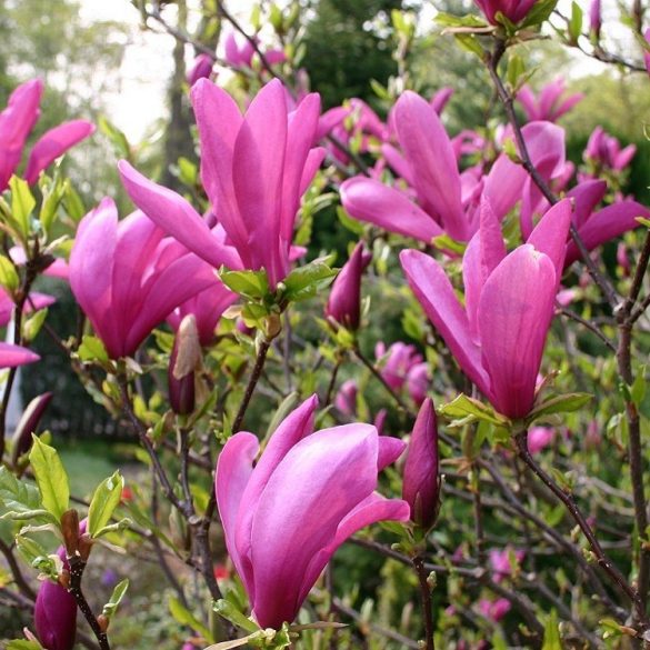Sötét bíbor színű liliomfa - Magnolia 'Susan'