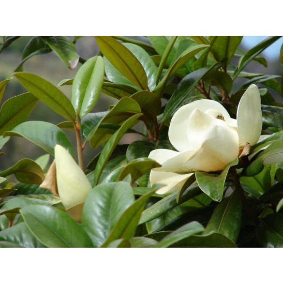 Nagyvirágú örökzöld magnolia - Magnolia Grandiflora 'Gallisoniensis'