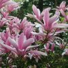 Magnolia  - 'George Henry' - Liliomfa