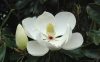 Örökzöld magnólia - Magnolia Grandiflora “Little Gem”