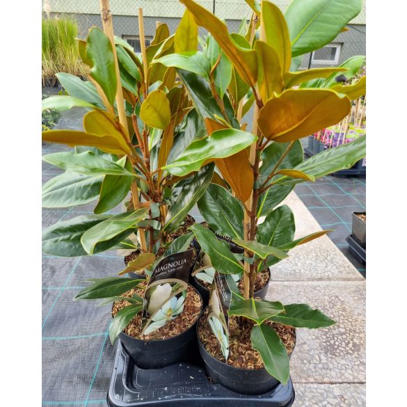 Örökzöld magnólia - Magnolia Grandiflora “Little Gem”