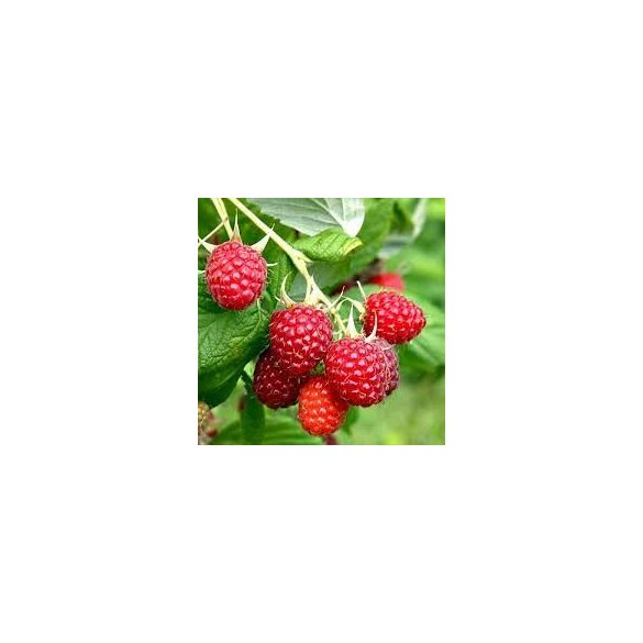 Piros Málna- Rubus " Malling Promise" 