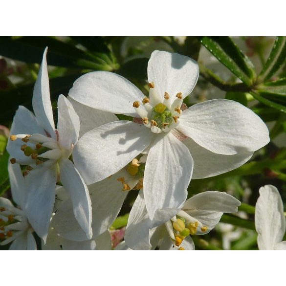 Mexikói narancsvirág - Choisya ternata ‘White Dazzler’ 
