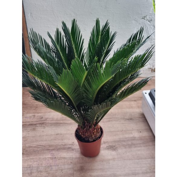 Cikász pálma - Cycas Revoluta - 65 cm