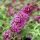 Sötét rózsaszín virágú nyáriorgona - Buddleia davidii 'Summer Beauty' 