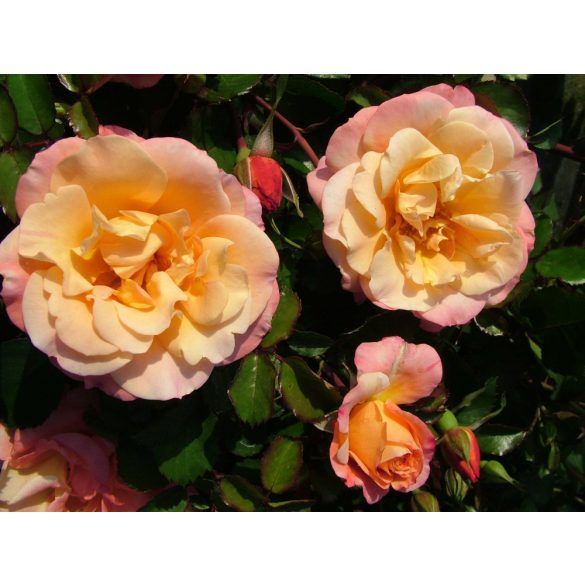 Kordes rózsa - Rosa sp. Cordes " ROSA CUBANA"