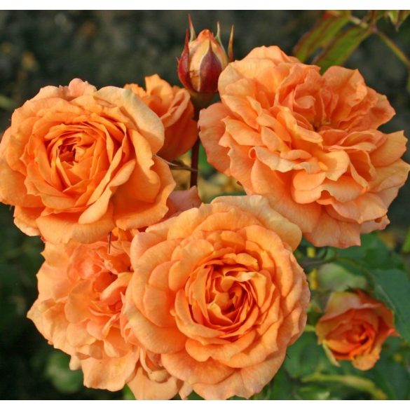 Kordes rózsa - Rosa sp. Cordes - " ROSA Bentheimer Gold  "